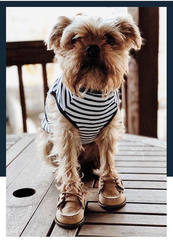 Now Introducing Boat Shoes For Dogs 