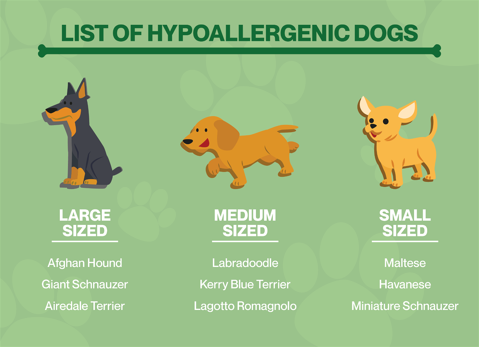 mid sized dogs hypoallergenic