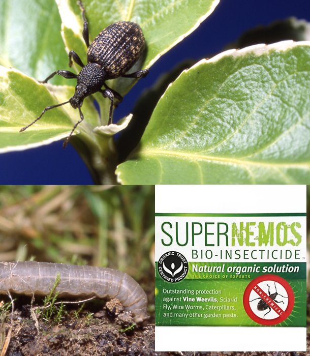 Vine Weevil Killer 12 sqm Extended Programmes - Green Gardener