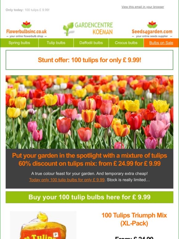 Tulip Bulbs For Sale Cheap