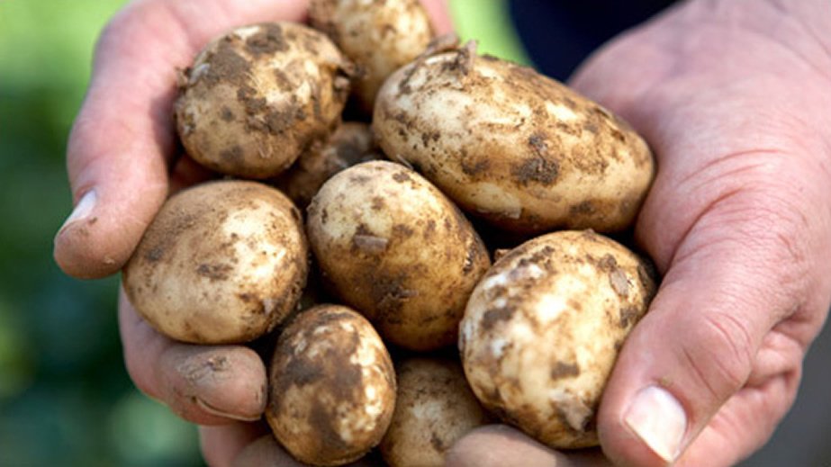 jersey royals potatoes