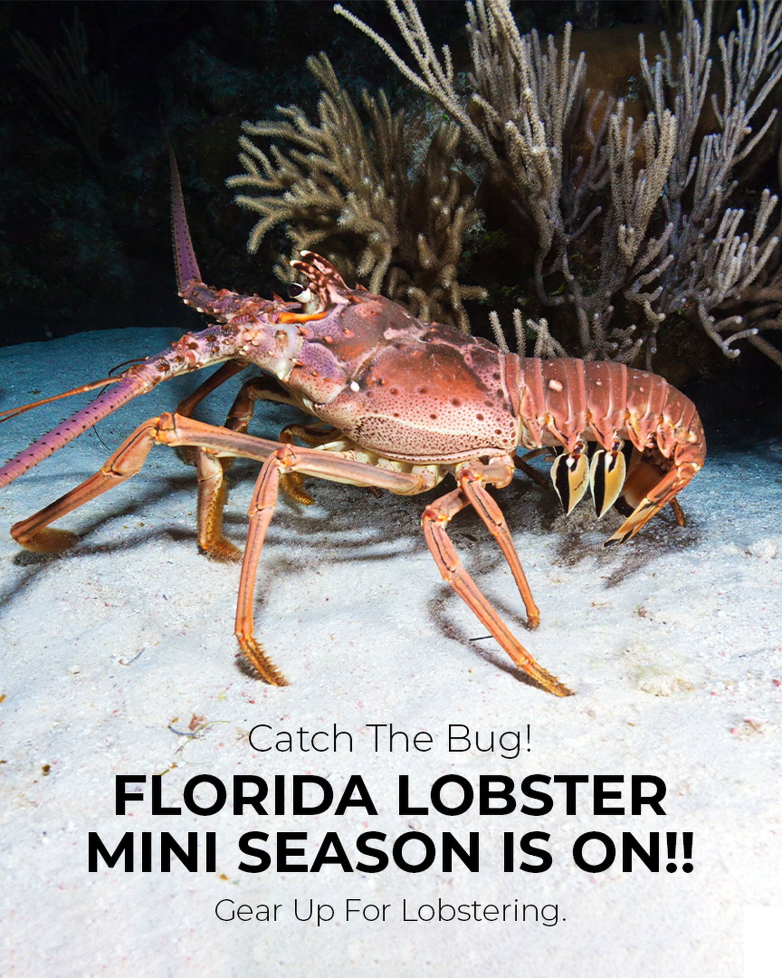 MARINE SPORTS Pro Teaser Lobster Tickle Stick, Extendable
