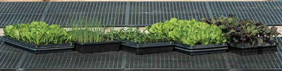 Lettuce, onions, basil, and kale seedlings, started in one of our high tunnels.