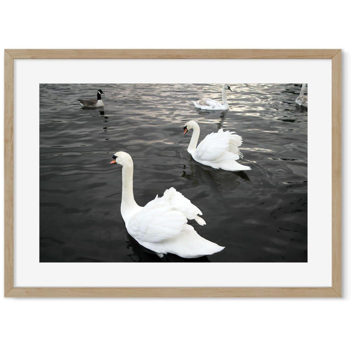Image of The Swan Lake Art Print